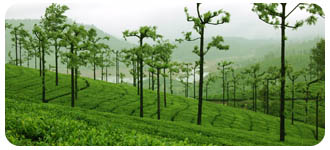 Valparai